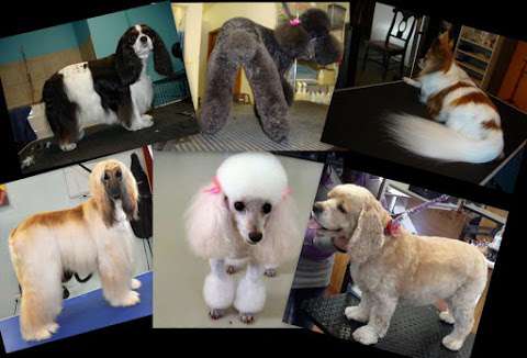 JKL Dog Grooming School